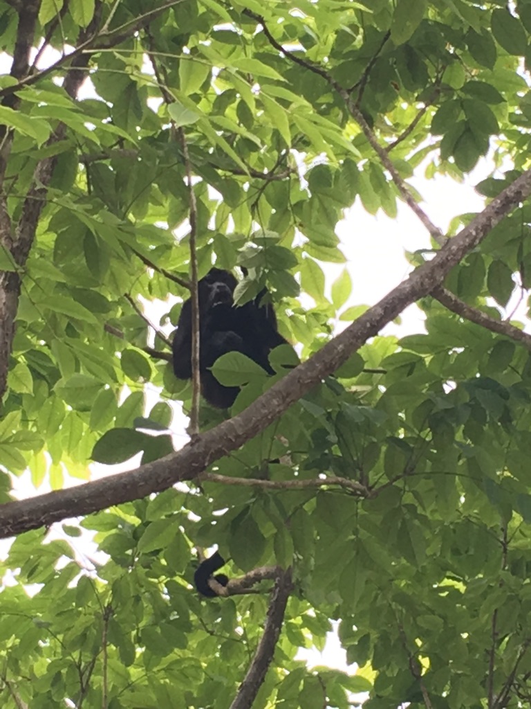 Costa Rica Monkey